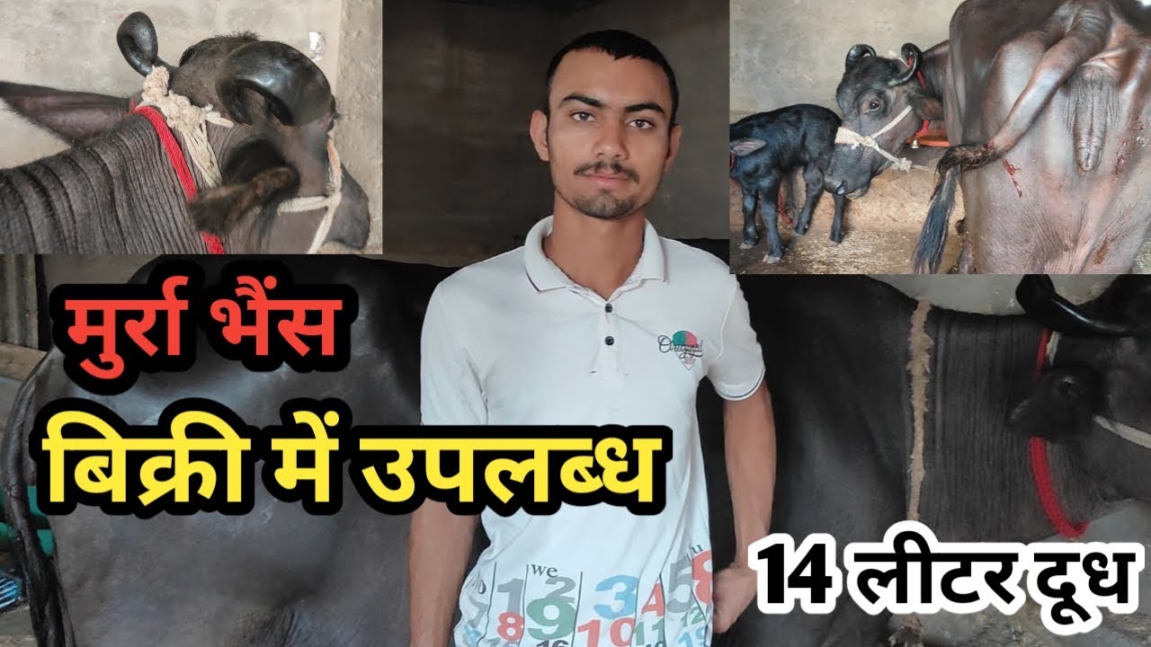 👍👍 मुर्रा भैंस 14 लीटर दूध कैपेसिटी फुल गारंटी Gaupremi Kisan || Murrah Bhains For Sale 👌👌