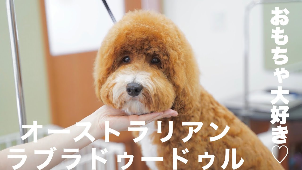おもちゃ大好きドゥードゥルちゃんのトリミング【トリミングダイジェスト】