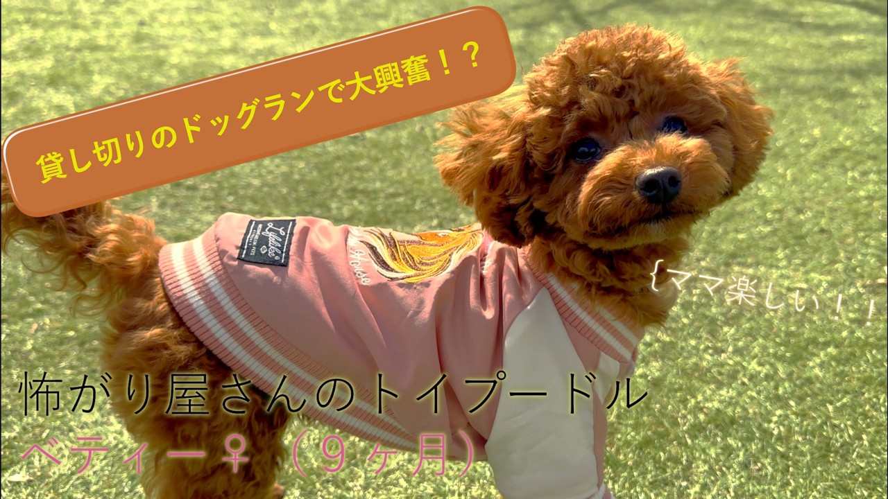 貸し切りドッグランで大興奮！？🐩💞