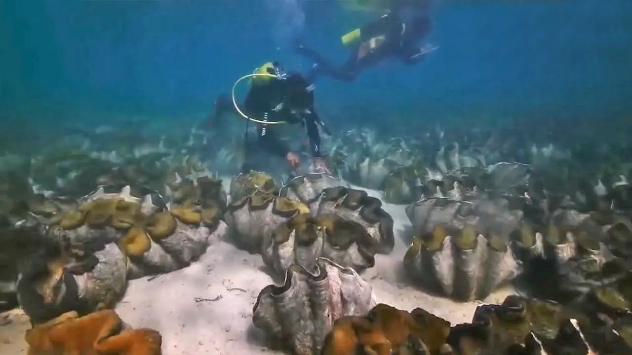 La almeja más grande/Tridacna Gigas - El ecosistema de almejas más grande bajo el mar