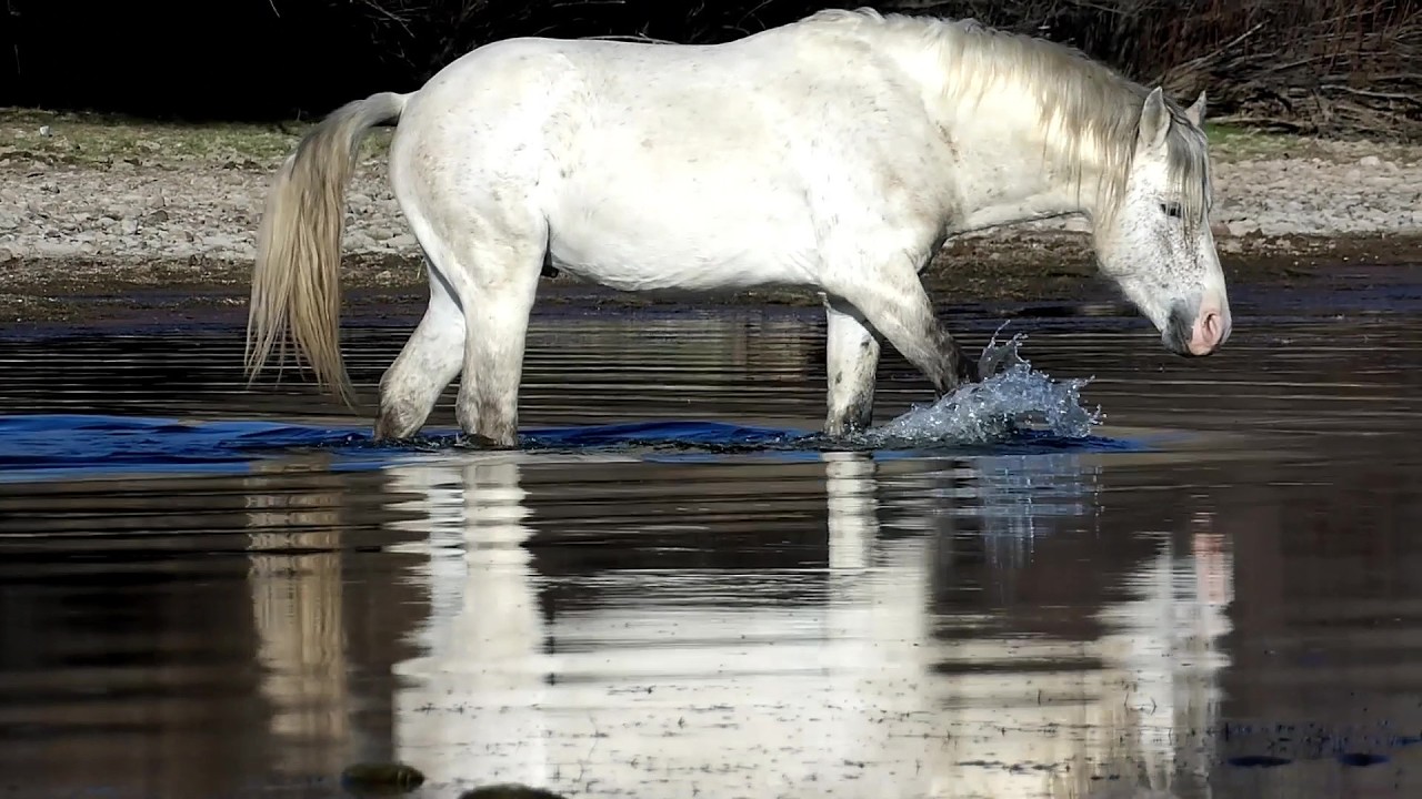 Beautiful Horse