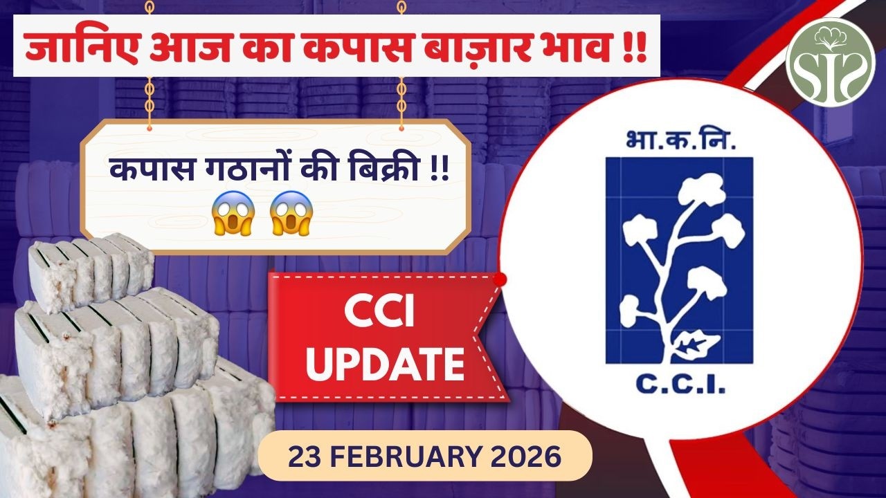 CCI Update: आज कितनी गठानें बिकीं? 😱 | Cotton market rate today | Cotton