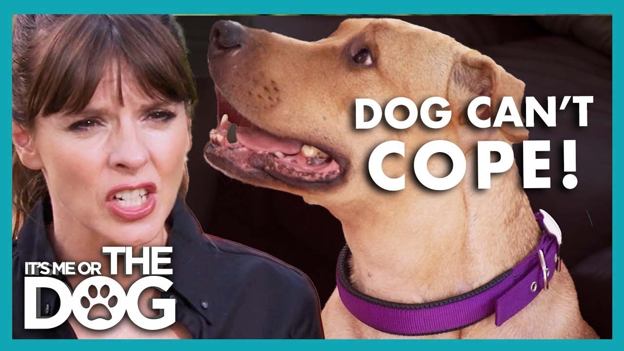 Dog is Hyper-Attached to Owners | It’s Me or The Dog