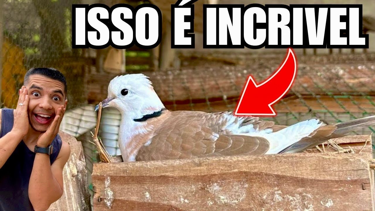 Cria&ccedil;&atilde;o de pombos com NOVIDADE INCR&Iacute;VEL | Grou coroado dan&ccedil;ando | Pav&atilde;o se exibindo | Aves Recriar