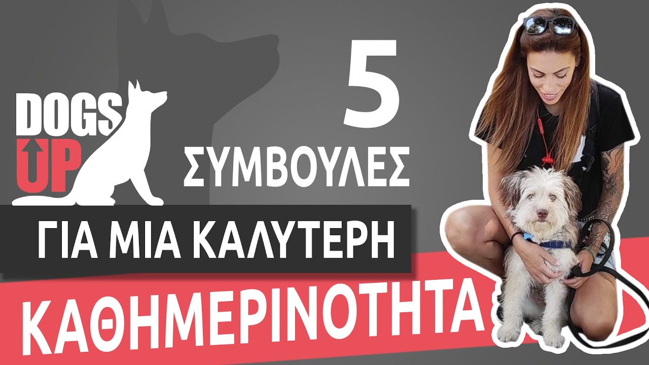 5 Συμβουλές για μια Καλύτερη Καθημερινότητα με τον Σκύλο σας