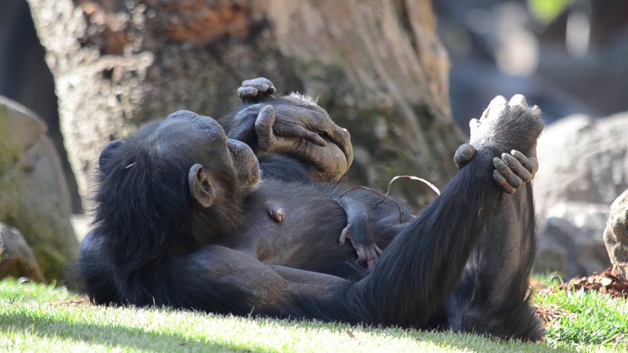 Bebé chimpancé (Pan troglodytes verus) con 2 días de vida