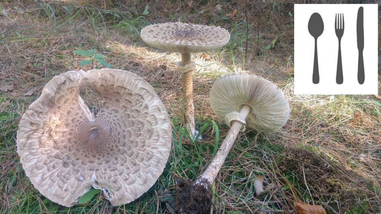 Czubajka kania (Macrolepiota procera) Jaworzno