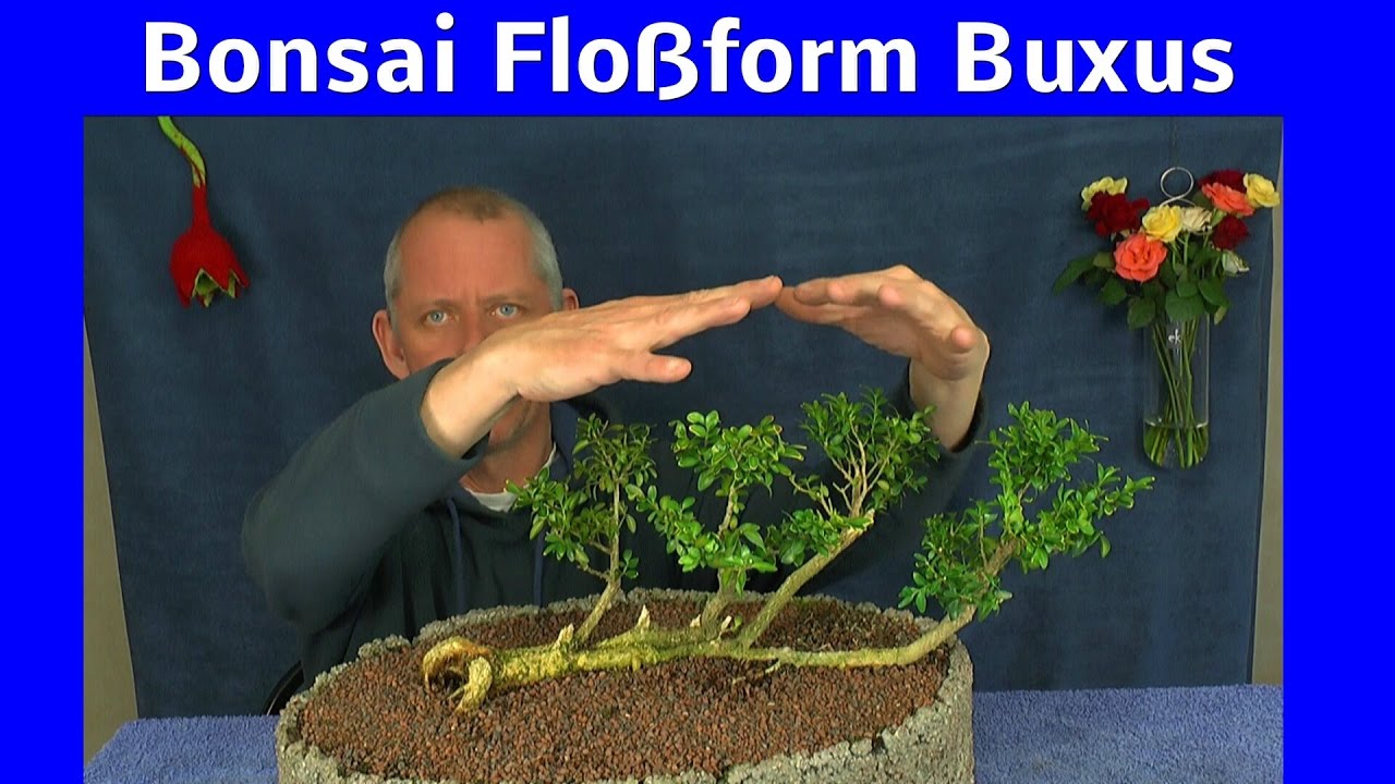 Bonsai Buchsbaum Buxus Floßform Teil 3 Grundgestaltung