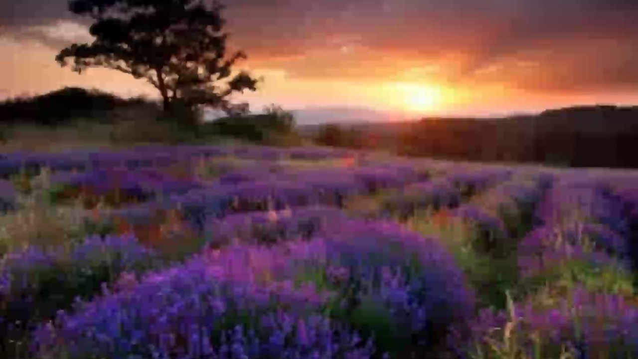 [Romantic Song] - 