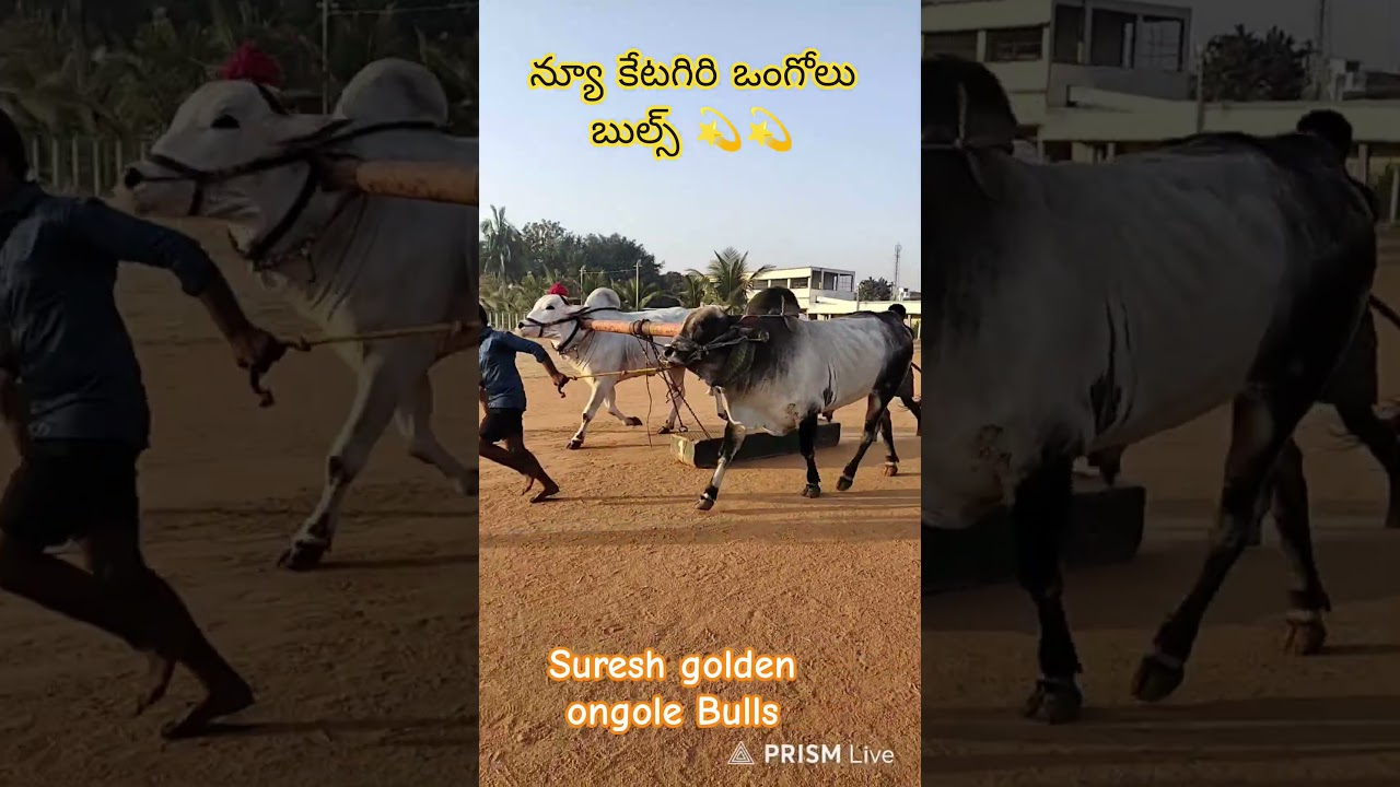 new category Ongole bulls videos # bulls trending video # viral video