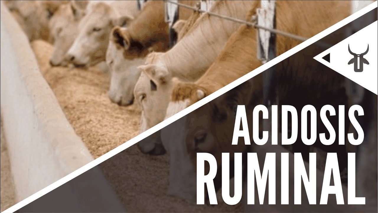 Acidosis ruminal