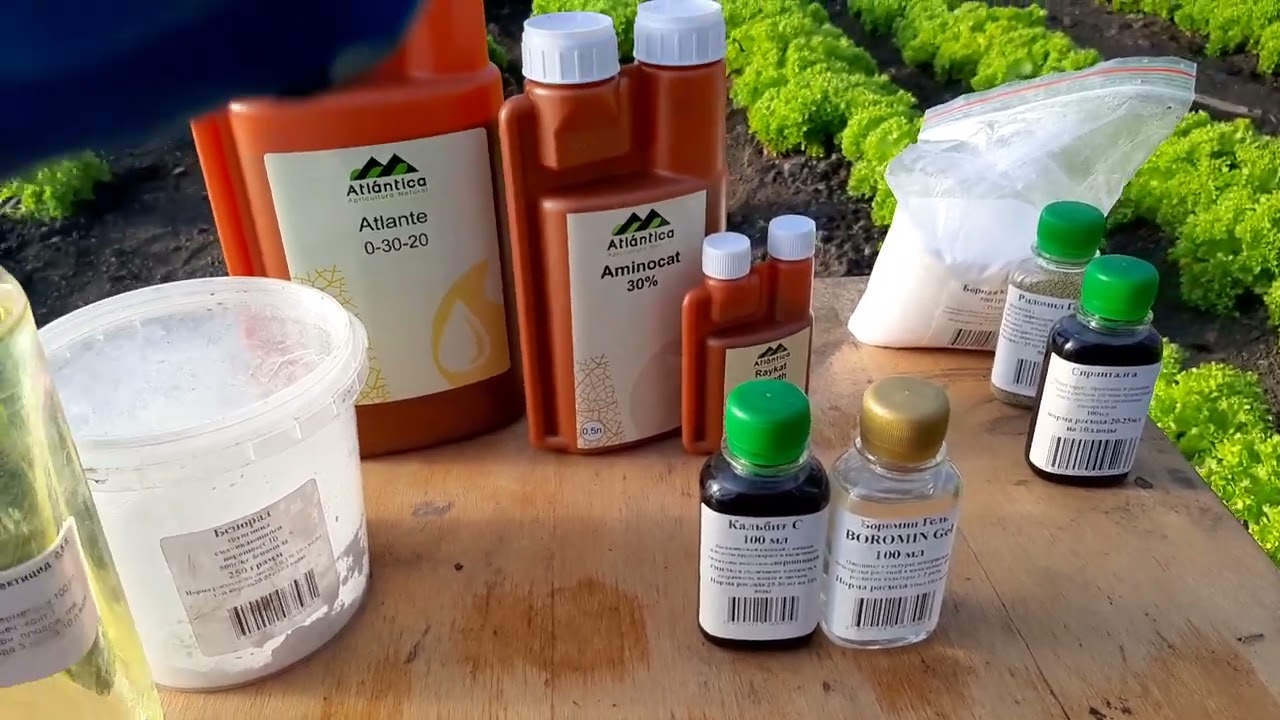 Первые подкормки и обработки на клубнике🍓