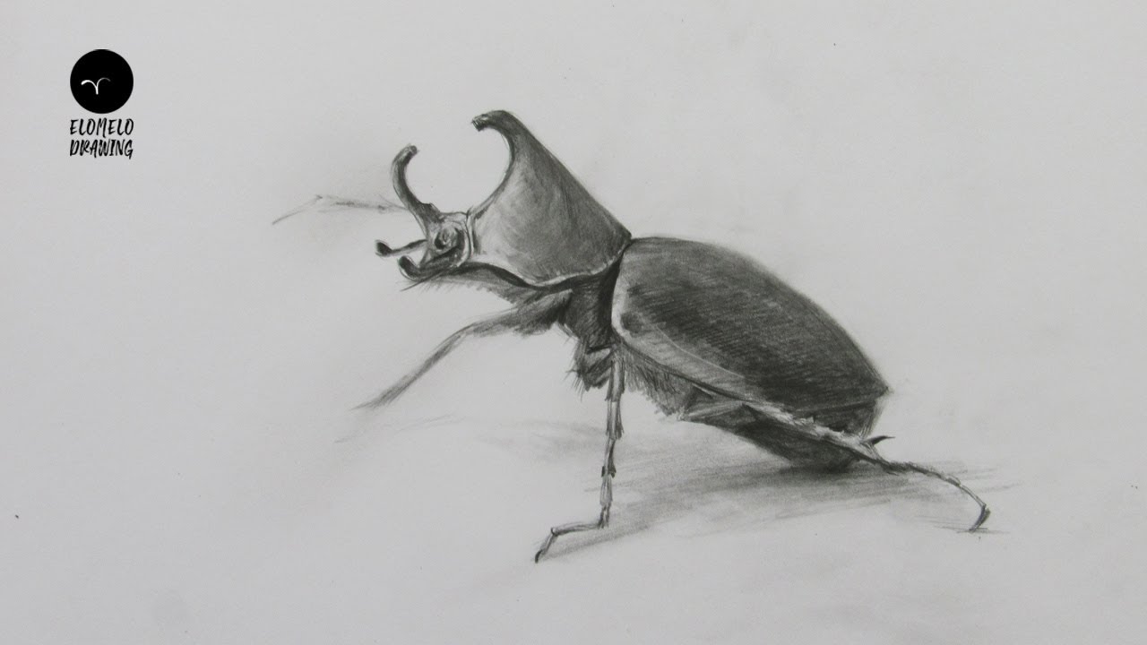 How To Draw A  Beetle  Pencil Sketch : Beetle