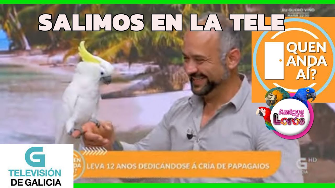 👉SALIMOS EN TELEVISION 🦜TODOLOROS 🦜TV GALICIA / QUÉN ANDA AÍ?