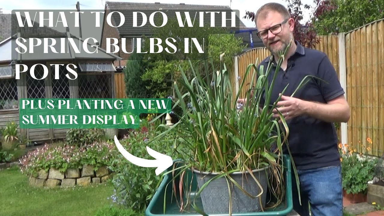What to Do with Spring Bulbs Grown in Containers | New Display with Plants For Sun & Moist Soil