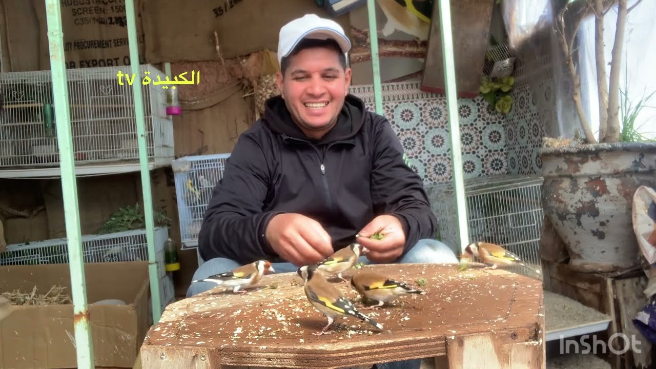 وضع مواد التعشيش في الوقت المناسب وضع الاشجار ….رمضان كريم للجميع @الكبيدة TV #chardonneret