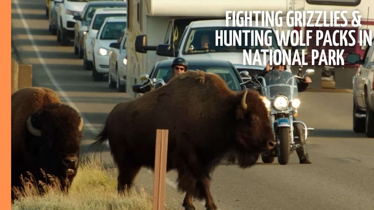 Fighting Grizzlies & Hunting Wolf Packs in America's first National Park - Yellowstone