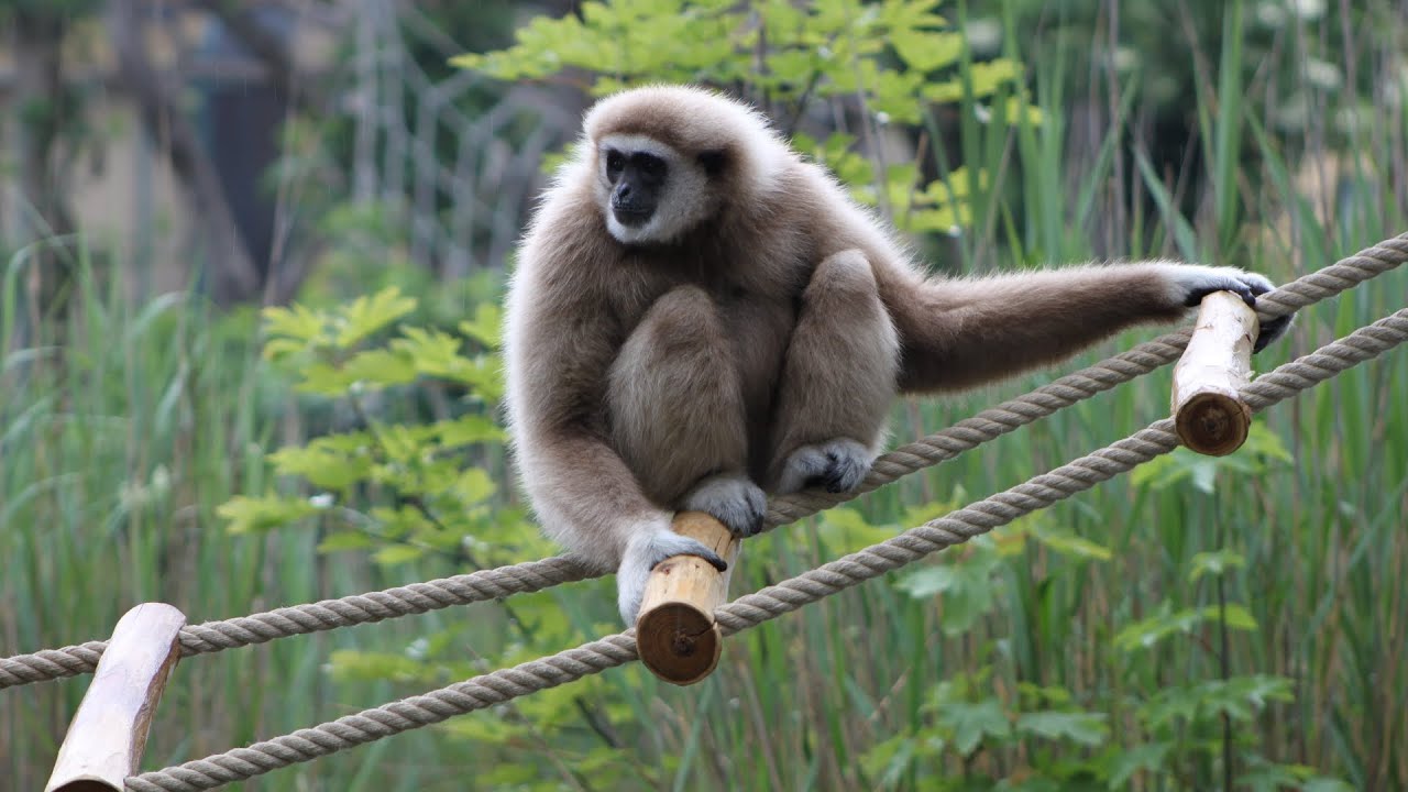 Incredible Gibbon Facts! The fastest-moving tree-dwelling mammal” wildlife, wildanimals