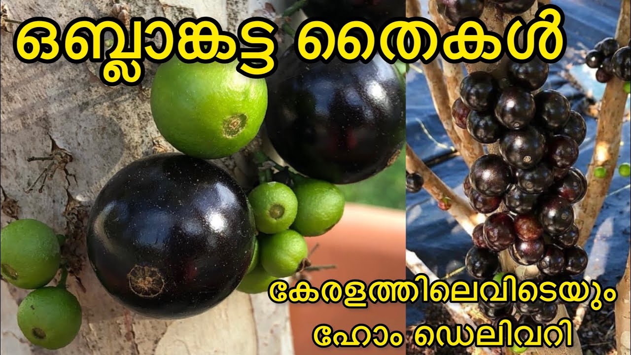 500 വെറൈറ്റി Exotic Plants വിലക്കുറവിൽ | ഒബ്ലാങ്കട്ട ജബോട്ടിക്കാബ | കേരളത്തിലെവിടെയും ഹോം ഡെലിവറി