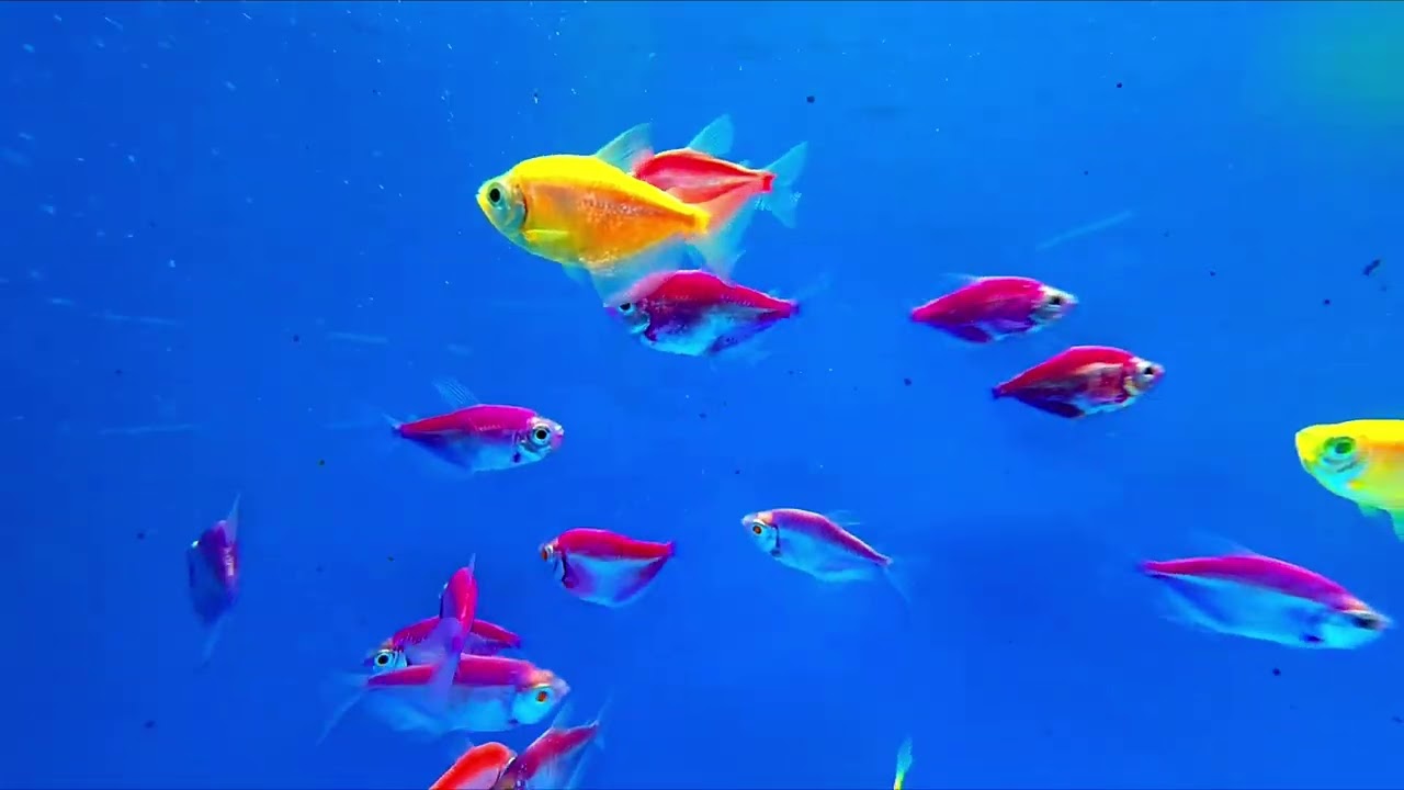 Relaxing Aquarium Ambience | Deep Sleep, Meditation & Stress Relief