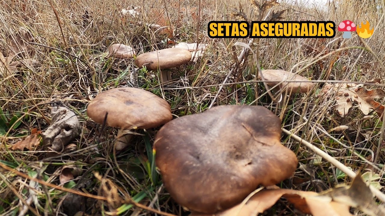 As&iacute; encuentro montones de setas de cardo y champi&ntilde;ones cada oto&ntilde;o 😱 | Truco natural