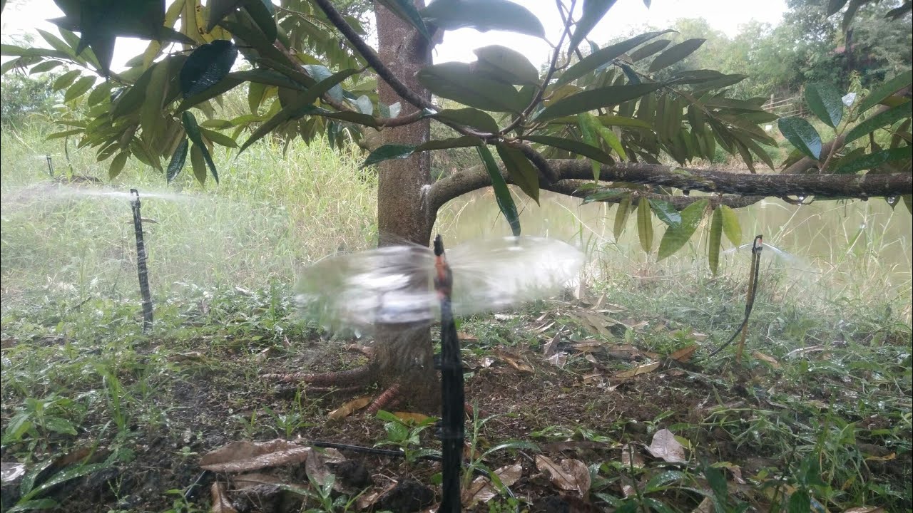 ระบบน้ำทุเรียนที่ดีที่สุด.มินิสปริงเกอร์
