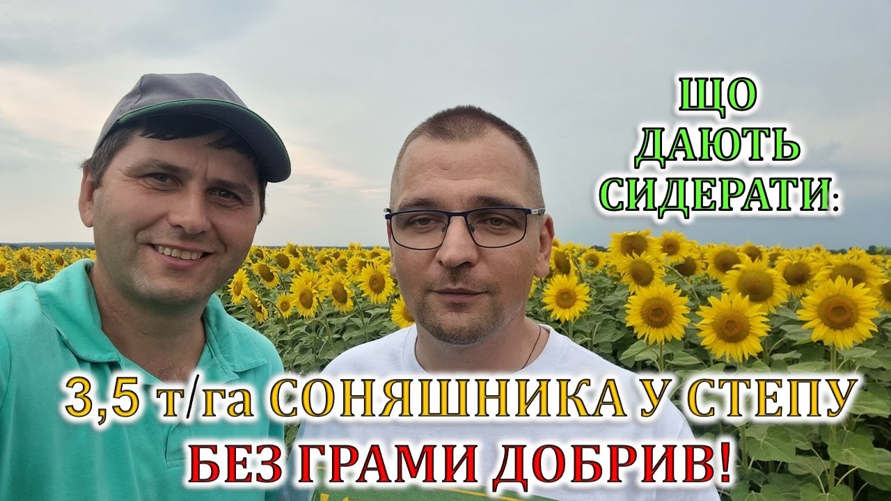 Як одержати 3,5 т/га соняшника у Степу без добрив