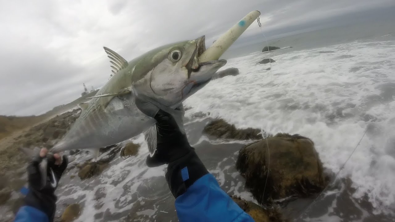 Albies Choking Pencil Poppers. Stripers, Albies, Bluefish Blitz MTK.
