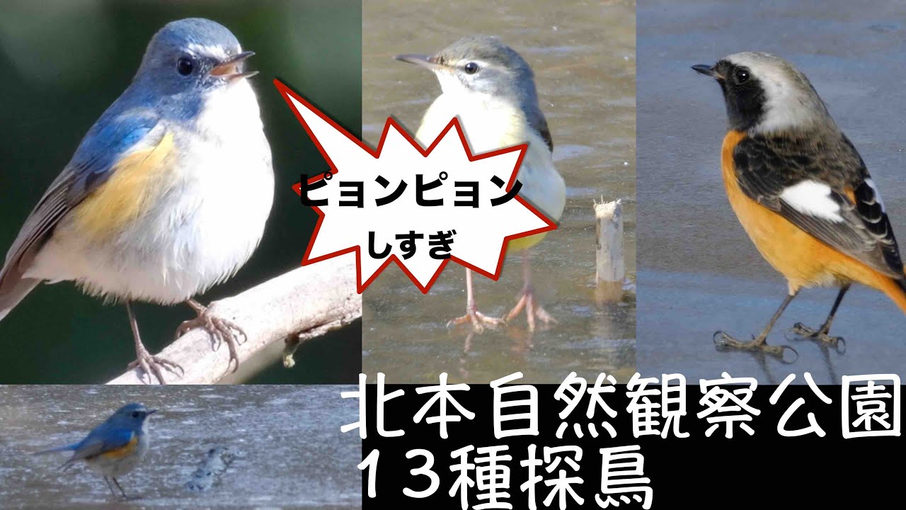 1月27日 氷上ピョンピョン野鳥. ウソも居たよ  北本自然観察公園