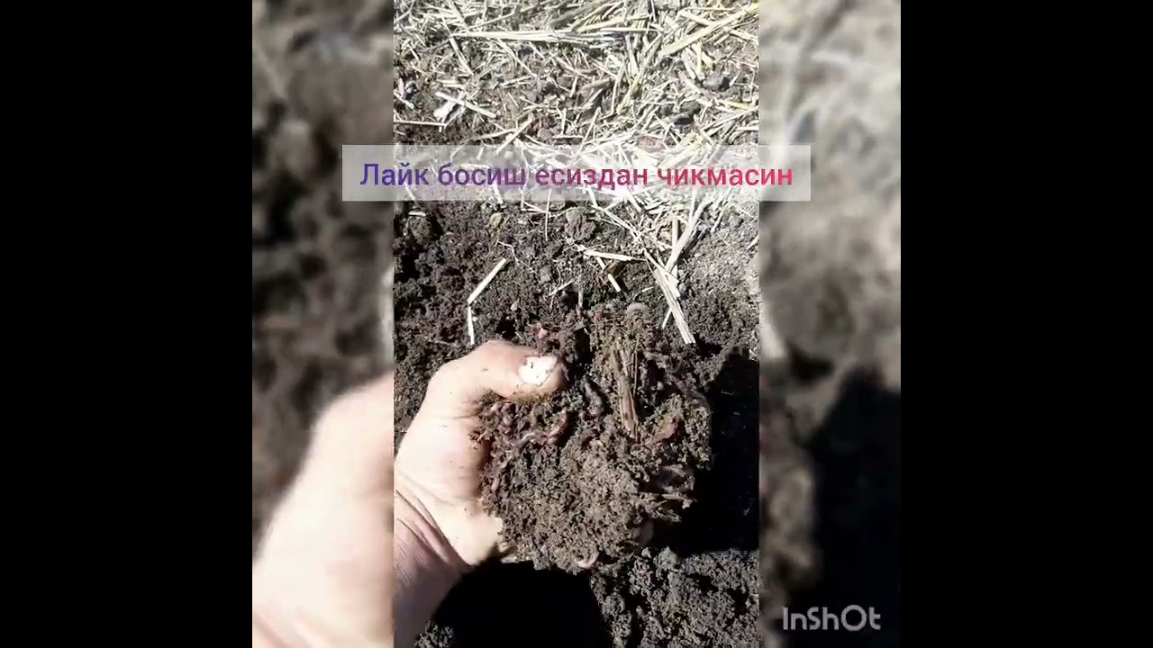 биогумус катта обёмда сотилади нархи жуда арзон  тел 90 299 67 72
