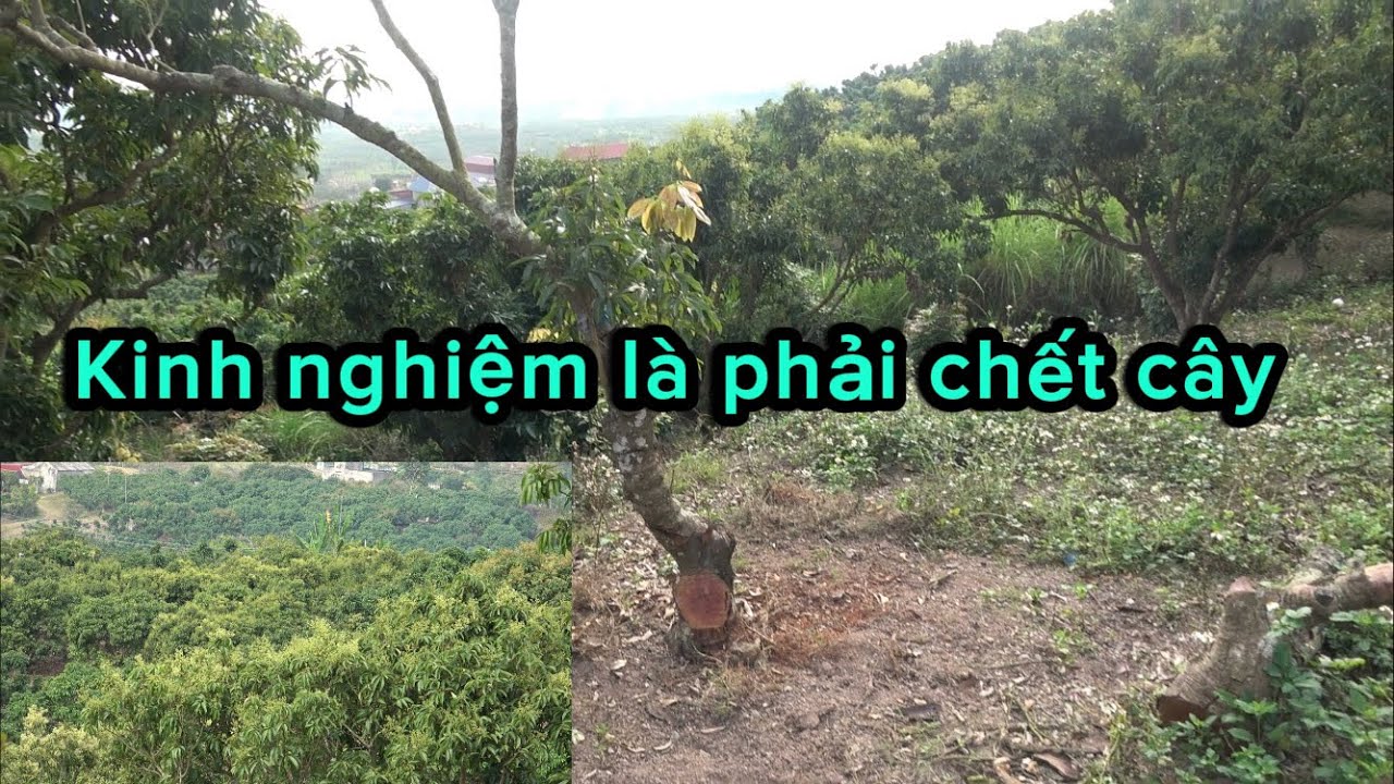 Vải thiều chính thức hết tiết hoa vụ mùa 2026.