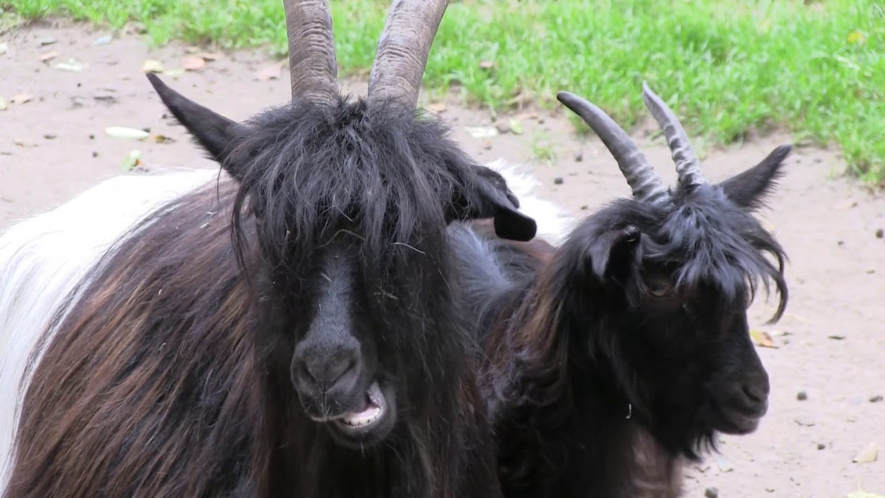 Saerbeck   Wildfreigehege N&ouml;ttler Berg   Valais Blackneck Goat 02 ies