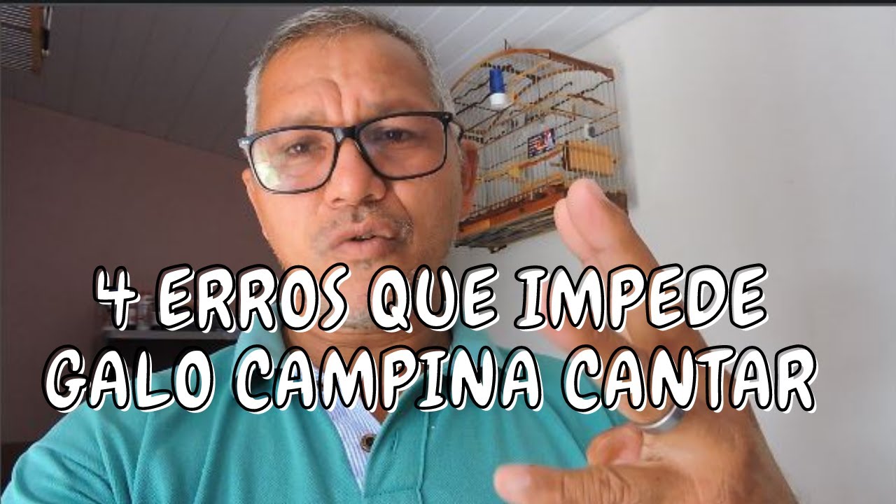 4 ERROS QUE IMPEDE GALO DE CAMPINA CANTAR - PORQUE MEU GALO CAMPINA NÃO CANTA?