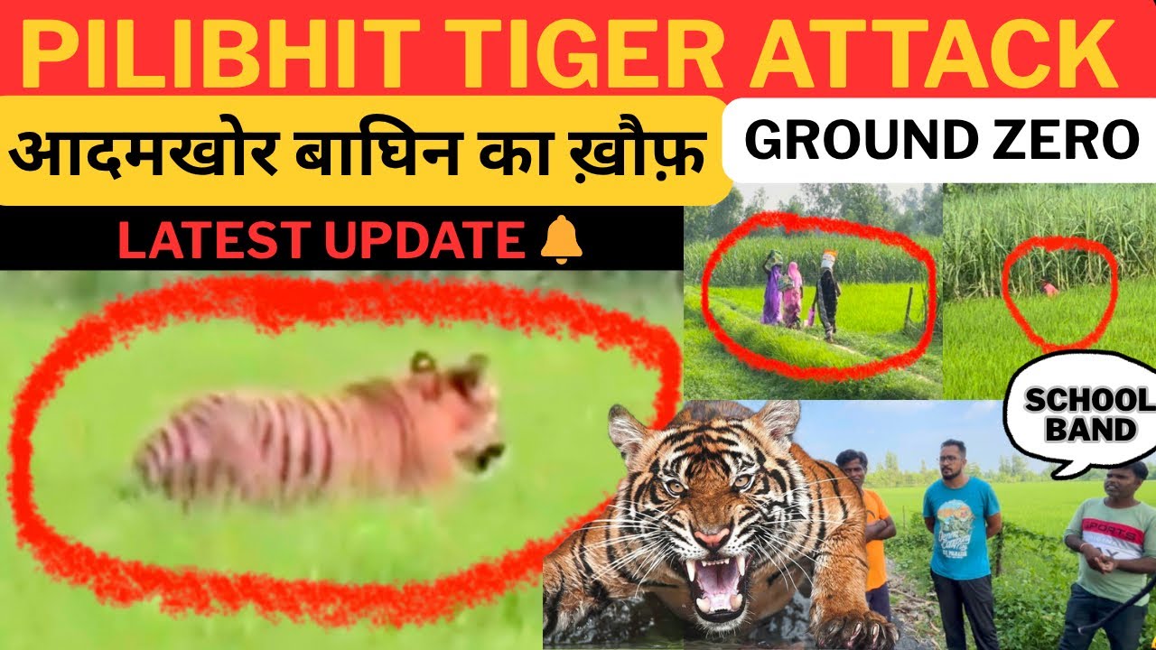 Pilibhit Tiger Attack‼️आदमखोर बाघिन का ख़ौफ़ | Sugarcane Tiger