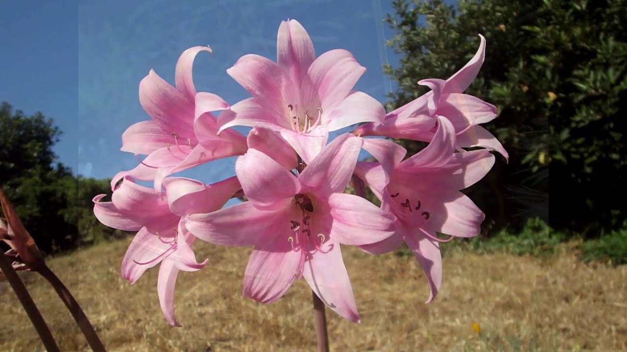 Garrapatos Flowers