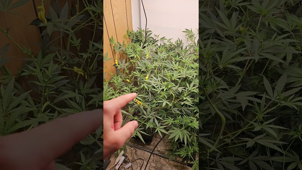 Dank Genetics 🔥