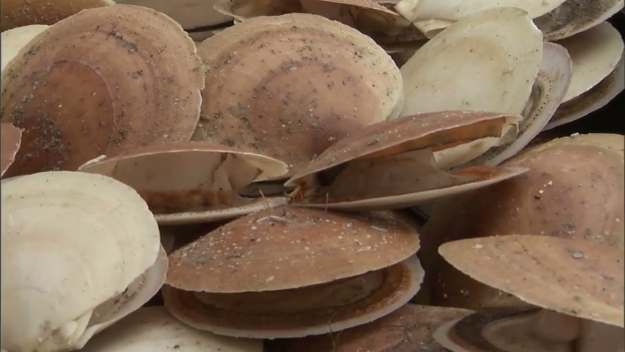 Scalloping In New England, Chatham Cape Cod | Pectinidae | Scallop | NOAA