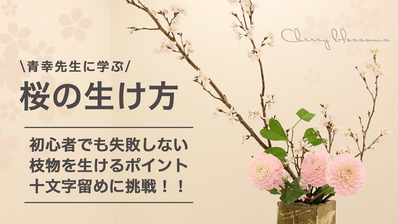 【青幸先生の生け花教室】桜を使った生け花のポイントをご紹介！[ 花 春 桜 ]