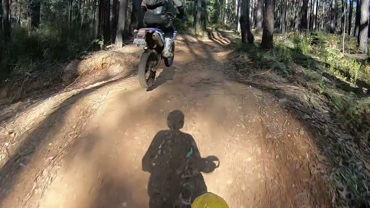 Little Bunyip Track - Gembrook