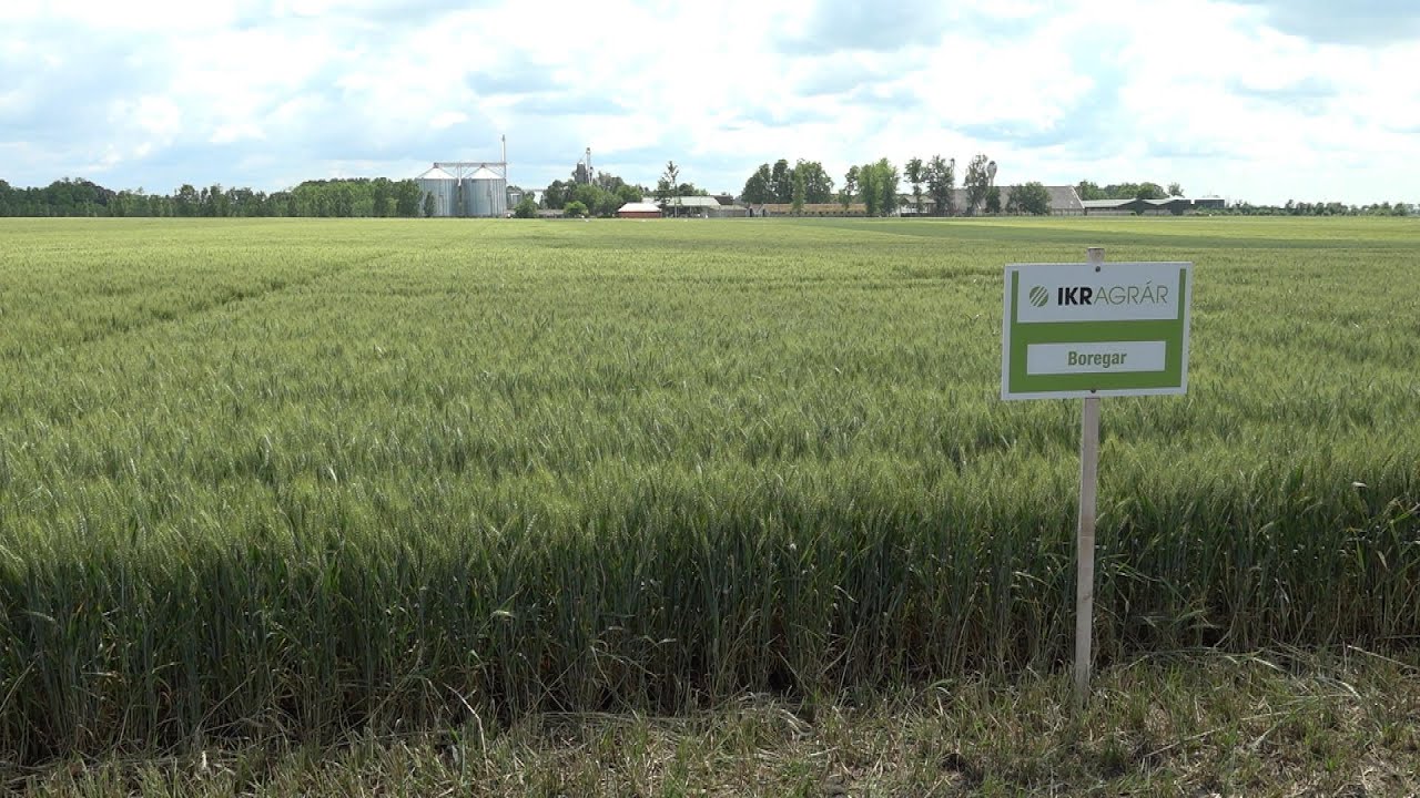 IKR őszi búza technológiai bemutató Hajdúböszörményben