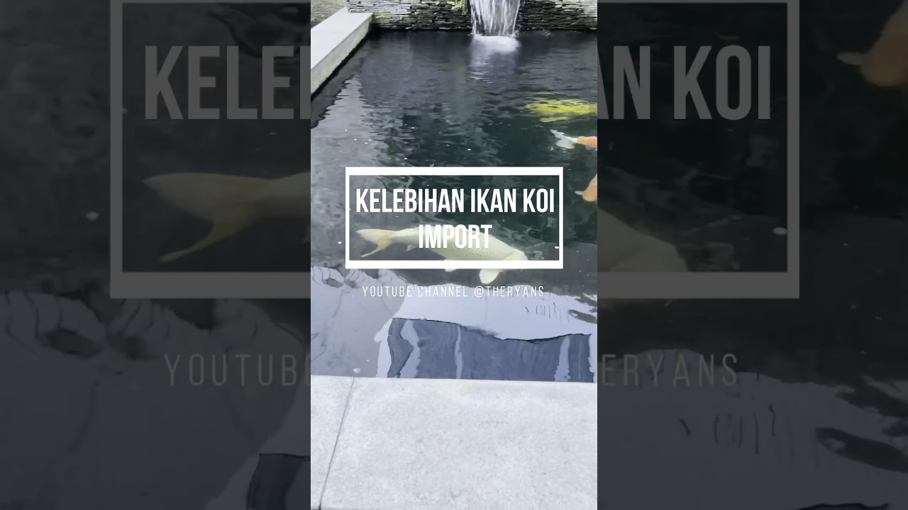 Mau Tau Kelebihan Ikan Koi Import ? Yuk Kita Bahas