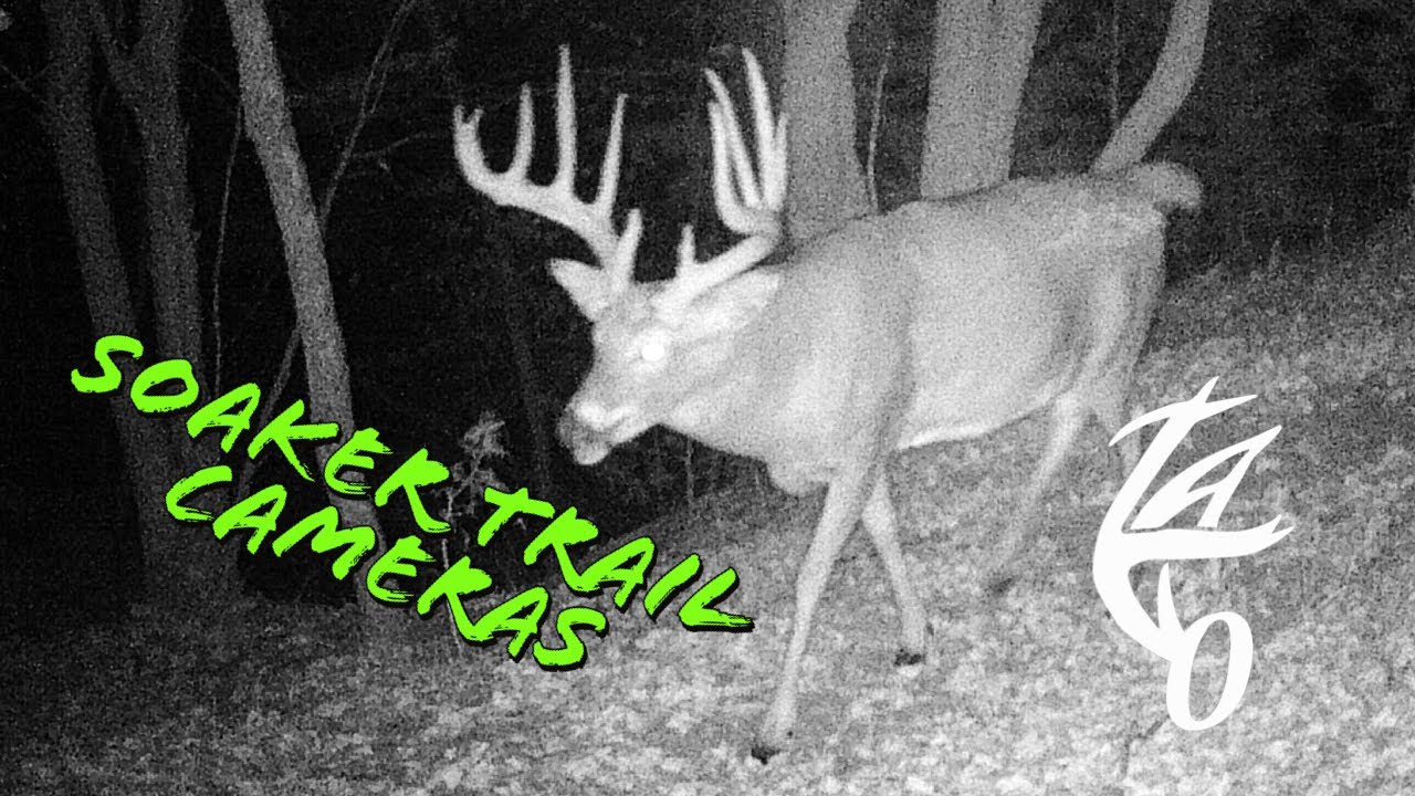 Uncovering the Secrets of Hunting Big Bucks with Trail Cameras