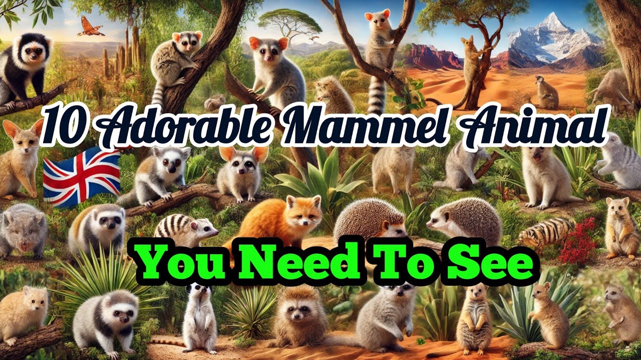 10 Adorable Mammel Animal You Need to See!