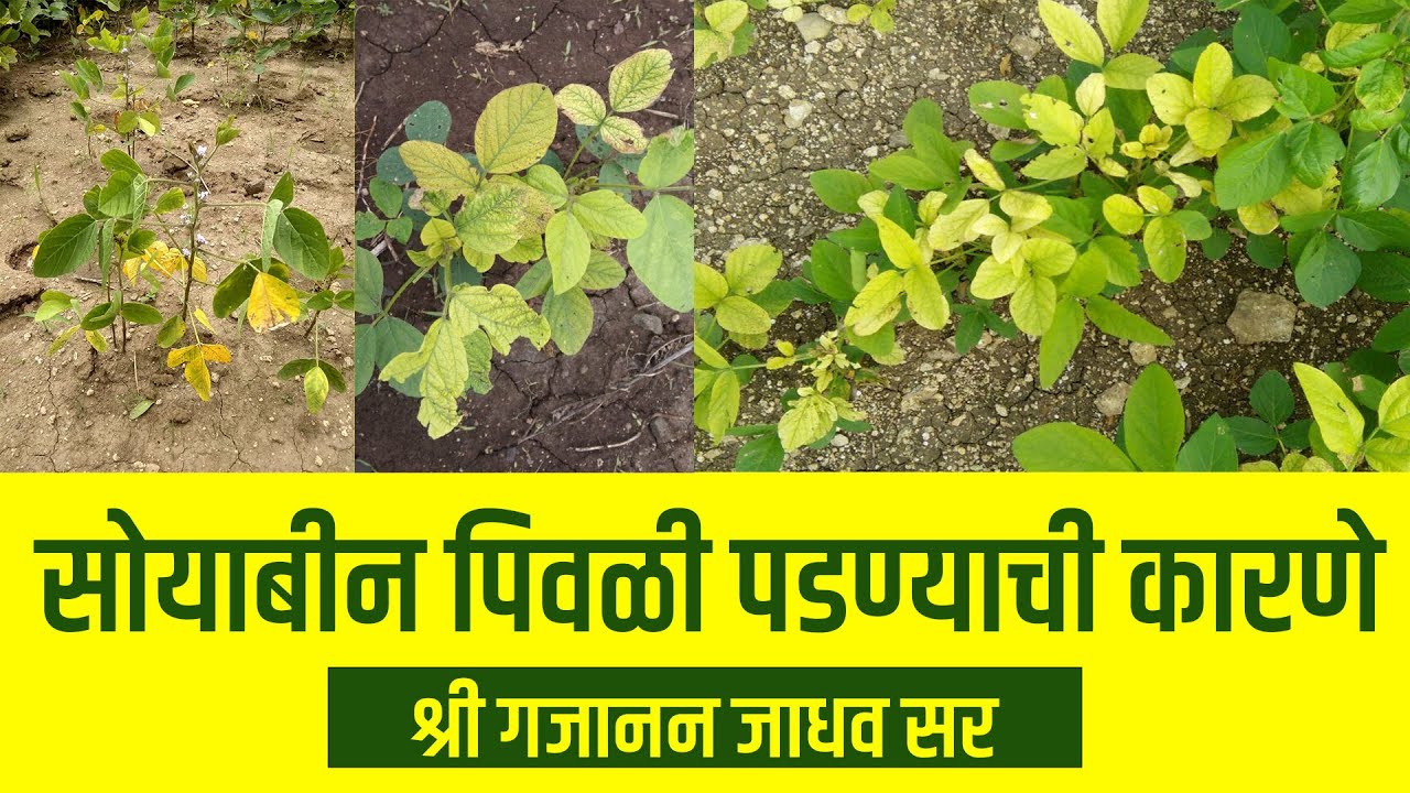 सोयाबीन पिवळी पडण्याची कारणे - श्री गजानन जाधव सर #शेती #agriculture #सोयाबीन #शेतकरी