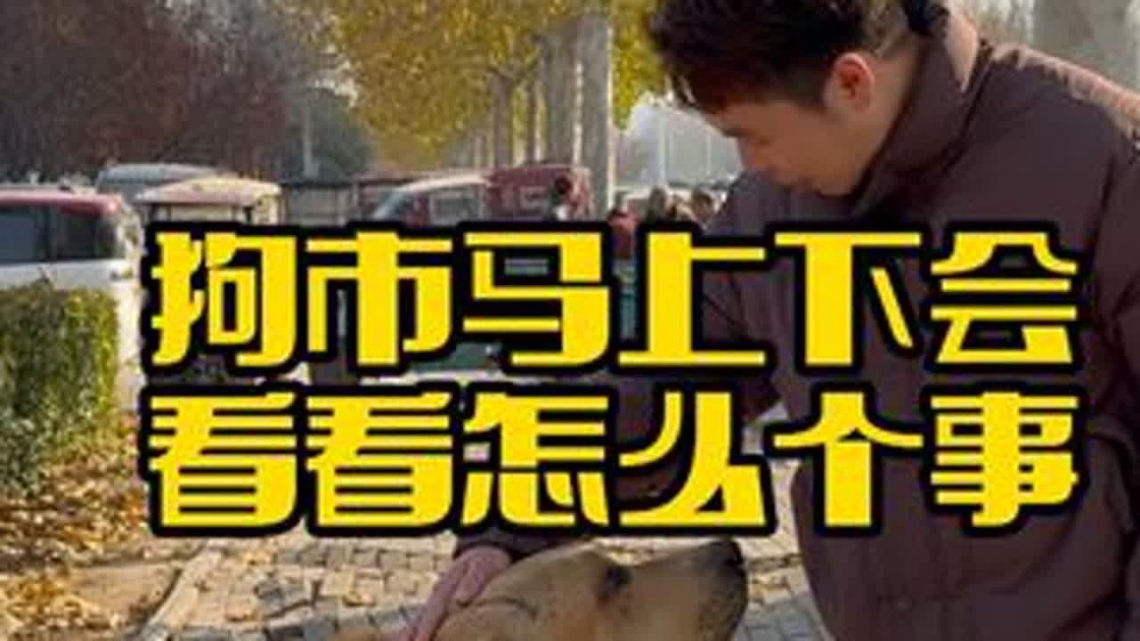 狗市马上下会看看怎么个事 #狗狗 #萌宠出道计划 #萌宠 #电子榨菜 #边牧