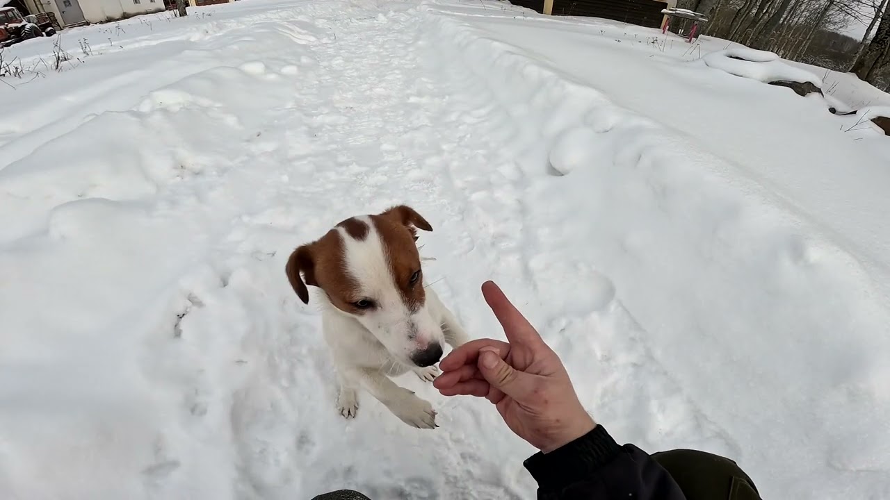 Выпустил страуса и началось ... ХУТОР В ЛЕСУ №975