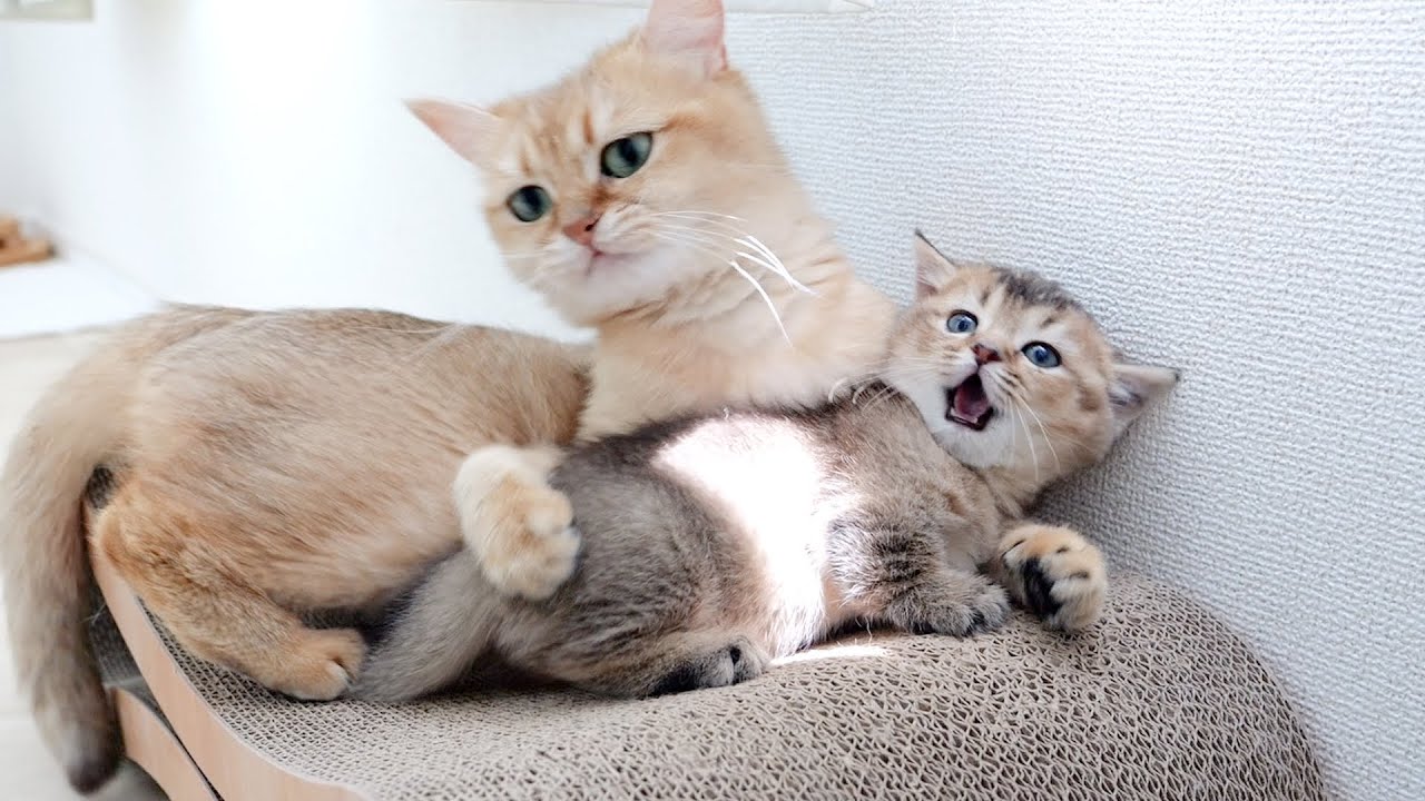 Every day is summer vacation for Kitten Kiki