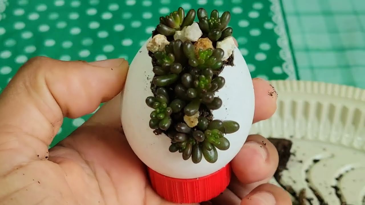 Como plantar nas cascas dos ovos. Vídeo completo! 