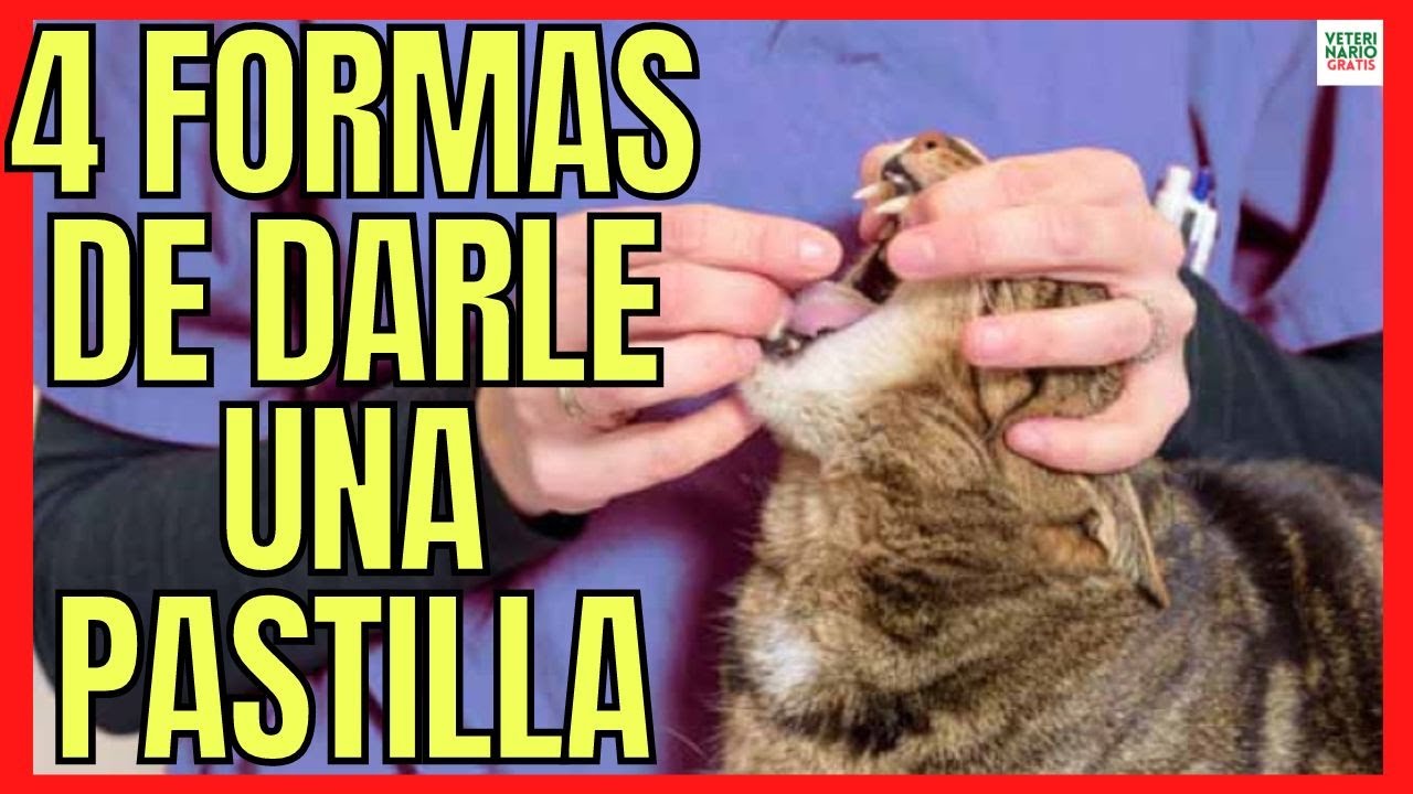 🐱 ¿COMO DARLE UNA PASTILLA A UN GATO CON JERINGA? 🐱 TIPOS DE JERINGAS DE PASTILLAS PARA GATOS