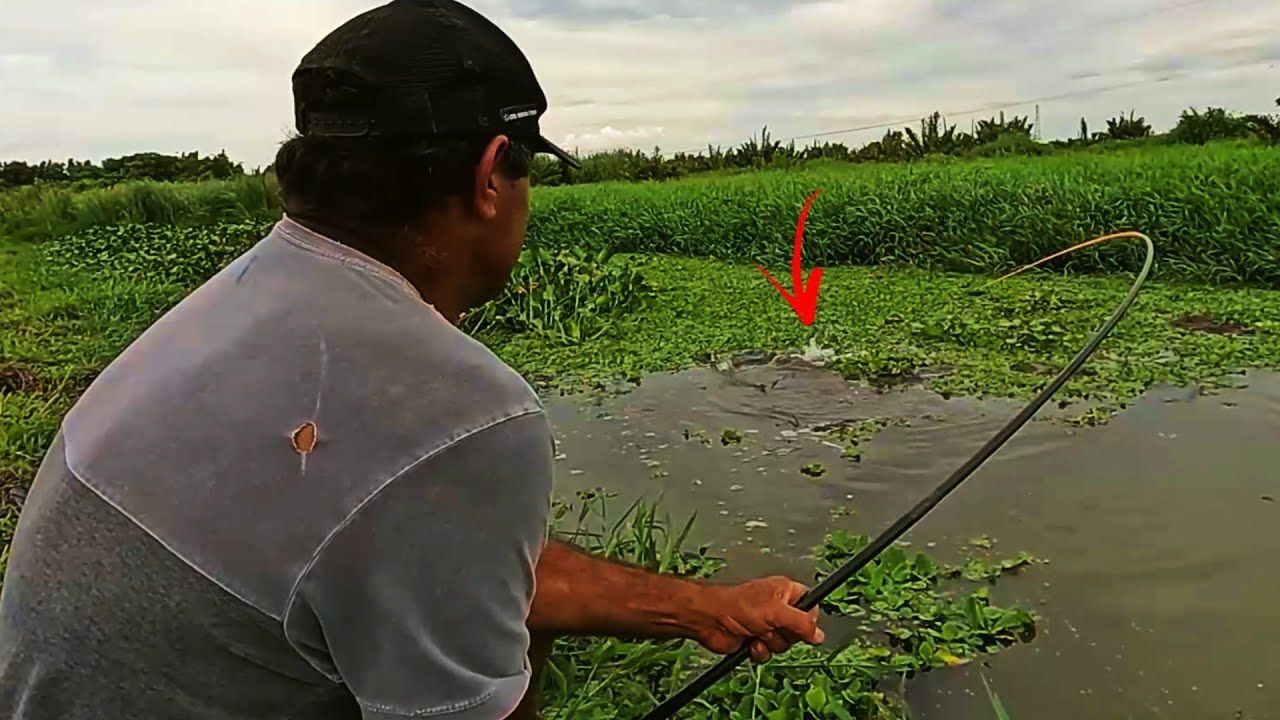 PESCA CAIPIRA ISCA MINHOCA LAMBARI COM VARIEDADE DE PEIXES NO VAL&Atilde;O DOS GIGANTES.